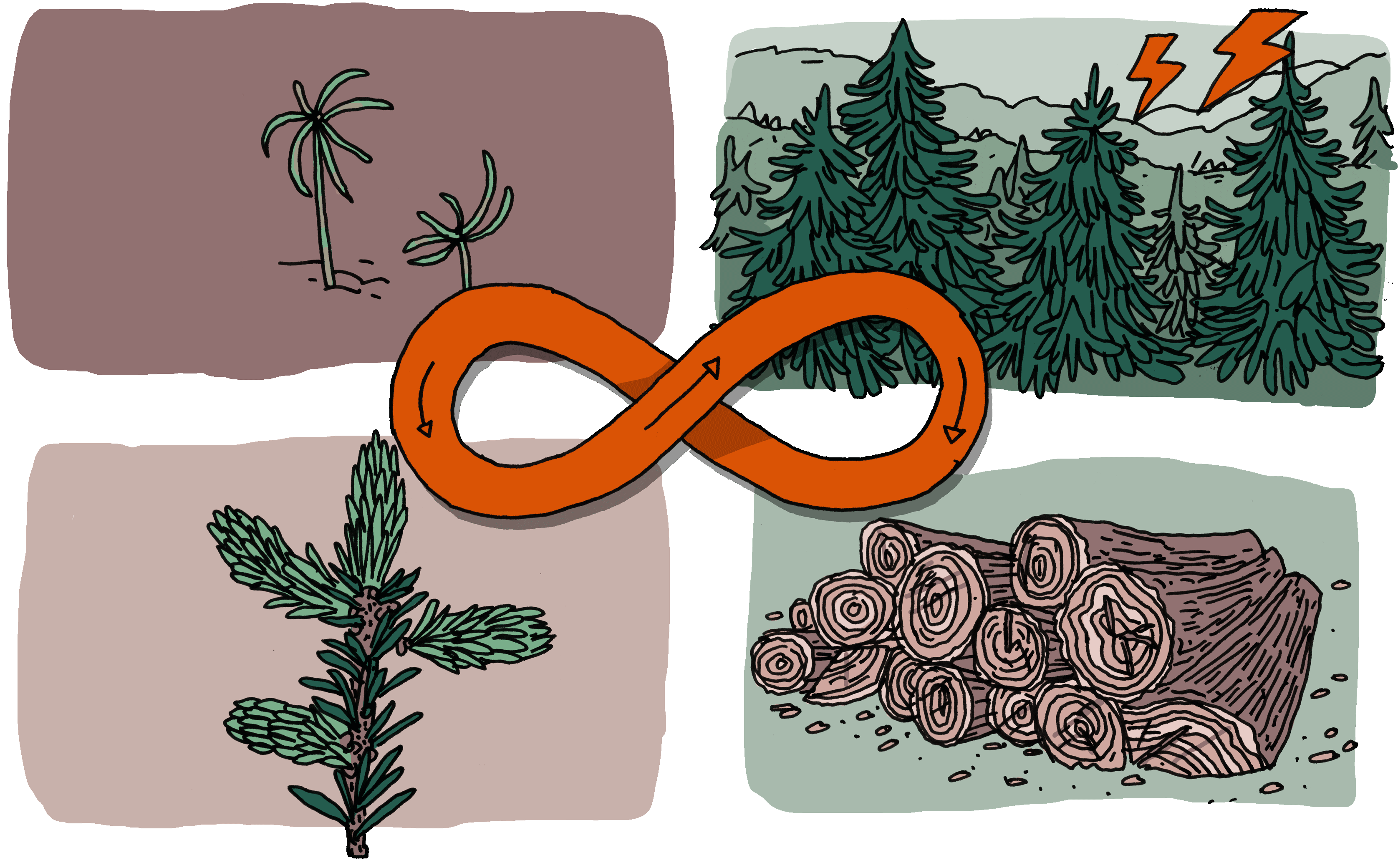 04_Transformationsmodell_01_Waldkreislauf
